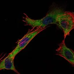 Anti-Hexokinase 1 antibody [7A7] used in Immunocytochemistry/ Immunofluorescence (ICC/IF). GTX82795
