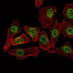 Anti-THAP11 antibody [3F3] used in Immunocytochemistry/ Immunofluorescence (ICC/IF). GTX82796
