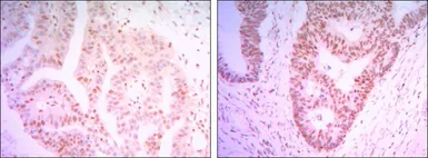 Anti-THAP11 antibody [3F3] used in IHC (Paraffin sections) (IHC-P). GTX82796