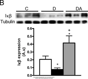 Anti-IKB beta antibody [7B4] used in Western Blot (WB). GTX82797