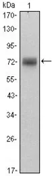 Anti-PLZF antibody [5B3] used in Western Blot (WB). GTX82804