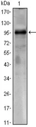 Anti-TORC1 antibody [1B5] used in Western Blot (WB). GTX82805