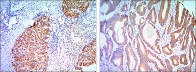 Anti-KLHL11 antibody [1B9C1] used in IHC (Paraffin sections) (IHC-P). GTX82811