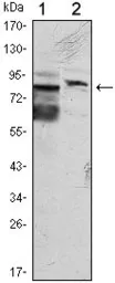 Anti-KLHL11 antibody [1B9C1] used in Western Blot (WB). GTX82811