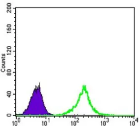Anti-KLHL11 antibody [1B9A8] used in Flow cytometry (FCM). GTX82812