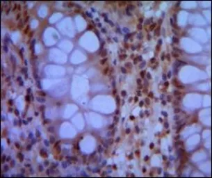 Anti-SMC1 antibody [5B6] used in IHC (Paraffin sections) (IHC-P). GTX82813