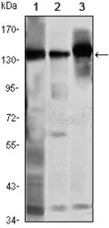 Anti-SMC1 antibody [5B6] used in Western Blot (WB). GTX82813