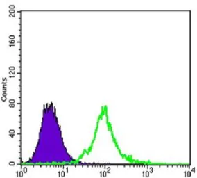 Anti-KLHL13 antibody [8D1] used in Flow cytometry (FCM). GTX82815