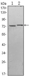 Anti-KLHL13 antibody [8D1] used in Western Blot (WB). GTX82815