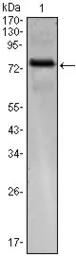 Anti-KLHL25 antibody [1B7] used in Western Blot (WB). GTX82817