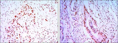 Anti-CDC27 antibody [5C12] used in IHC (Paraffin sections) (IHC-P). GTX82818