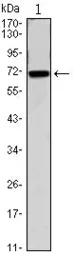 Anti-CDC27 antibody [5C12] used in Western Blot (WB). GTX82818