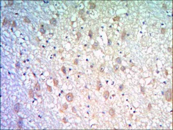 Anti-KLHL21 antibody [2H4] used in IHC (Paraffin sections) (IHC-P). GTX82821