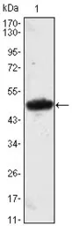 Anti-MESP1 antibody [1A3] used in Western Blot (WB). GTX82826