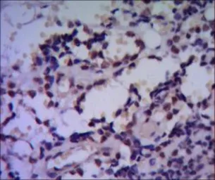 Anti-HSPA4 antibody [5A6] used in IHC (Paraffin sections) (IHC-P). GTX82827
