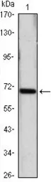 Anti-HSPA4 antibody [5A6] used in Western Blot (WB). GTX82827