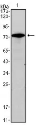 Anti-GATA3 antibody [7B5] used in Western Blot (WB). GTX82830
