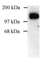 Anti-SAP97 antibody used in Western Blot (WB). GTX82842