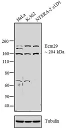 Anti-ECM29 antibody used in Western Blot (WB). GTX82906