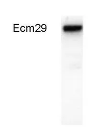 Anti-ECM29 antibody used in Western Blot (WB). GTX82906