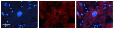 Anti-MBD2 antibody, Internal used in IHC (Paraffin sections) (IHC-P). GTX82965