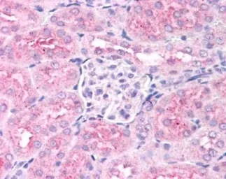 Anti-PHD2 antibody used in IHC (Paraffin sections) (IHC-P). GTX82966
