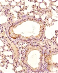 Anti-PHD2 antibody used in IHC (Paraffin sections) (IHC-P). GTX82966