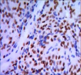 Anti-GATA1 antibody [4F5] used in IHC (Paraffin sections) (IHC-P). GTX82984
