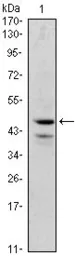 Anti-GATA1 antibody [4G1] used in Western Blot (WB). GTX82988