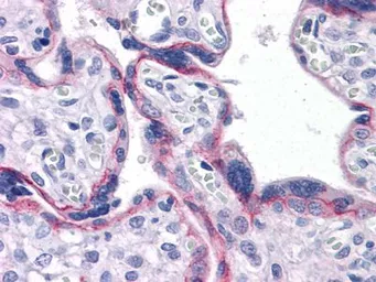 Anti-N-Cadherin antibody [5D5] used in IHC (Paraffin sections) (IHC-P). GTX82992