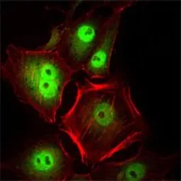 Anti-CDC2 antibody [8C5A7F10] used in Immunocytochemistry/ Immunofluorescence (ICC/IF). GTX82994