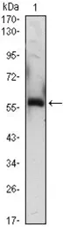 Anti-A1BG antibody [4B5] used in Western Blot (WB). GTX82997