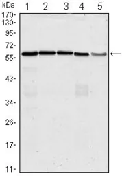 Anti-CDC25C antibody [1F12] used in Western Blot (WB). GTX82998