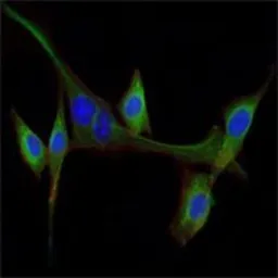 Anti-EGF antibody [4E11] used in Immunocytochemistry/ Immunofluorescence (ICC/IF). GTX82999