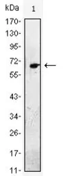 Anti-EGF antibody [4E11] used in Western Blot (WB). GTX82999