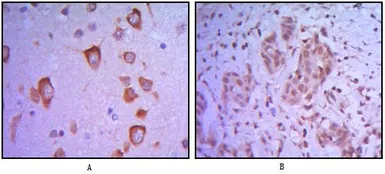 Anti-ETS1 antibody [10D2] used in IHC (Paraffin sections) (IHC-P). GTX83002