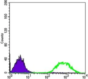 Anti-ETS1 antibody [8A8] used in Flow cytometry (FCM). GTX83003
