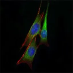 Anti-ETS1 antibody [8A8] used in Immunocytochemistry/ Immunofluorescence (ICC/IF). GTX83003