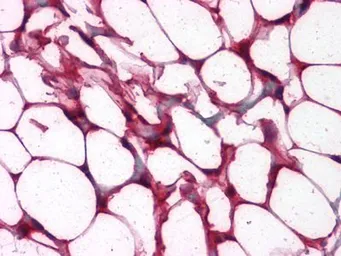 Anti-ETS1 antibody [8A8] used in IHC (Paraffin sections) (IHC-P). GTX83003