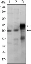 Anti-ETS1 antibody [8A8] used in Western Blot (WB). GTX83003