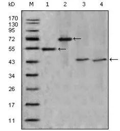 Anti-Apolipoprotein A4 antibody [2D1C9] used in Western Blot (WB). GTX83014