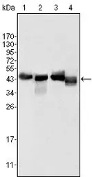 Anti-Apolipoprotein A4 antibody [1D4C11] used in Western Blot (WB). GTX83015