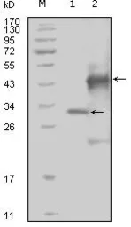 Anti-EphA4 antibody [7D3D4] used in Western Blot (WB). GTX83018