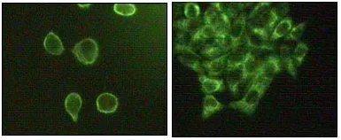 Anti-JNK3 antibody [10E4A4] used in Immunocytochemistry/ Immunofluorescence (ICC/IF). GTX83031