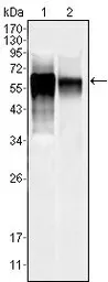 Anti-JNK3 antibody [10E4A4] used in Western Blot (WB). GTX83031