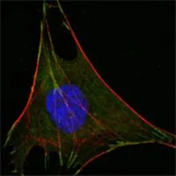 Anti-GPI antibody [1B7D7] used in Immunocytochemistry/ Immunofluorescence (ICC/IF). GTX83039