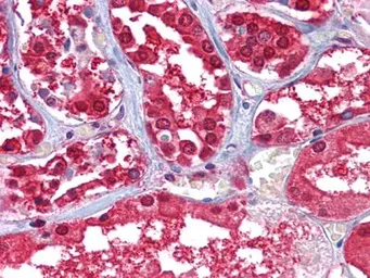 Anti-GPI antibody [1B7D7] used in IHC (Paraffin sections) (IHC-P). GTX83039
