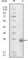 Anti-Fibulin 5 antibody [1G6A4] used in Western Blot (WB). GTX83040