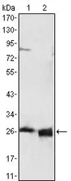 Anti-Apolipoprotein A1 antibody [5F4F5] used in Western Blot (WB). GTX83043