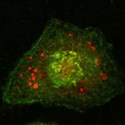 Anti-Calnexin antibody [3H4A7] used in Immunocytochemistry/ Immunofluorescence (ICC/IF). GTX83045